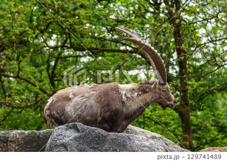 Alpine ibex, Capra ibex is a species of wild goat that lives in the mountains of the European Alps. 129741489