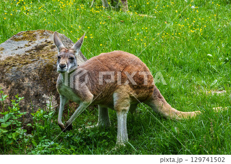 The red kangaroo, Macropus rufus is the largest of all kangaroos and the largest extant marsupial. 129741502