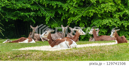 Dama gazelle, Gazella dama mhorr or mhorr gazelle is a species of gazelle Dama gazelle, Gazella dama mhorr or mhorr gazelle is a species of gazelle 129741506