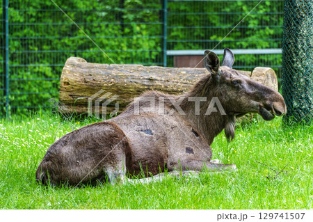 European Moose, Alces alces, also known as the elk 129741507