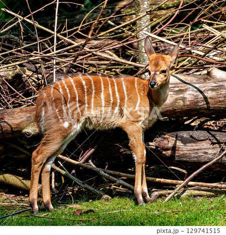 Baby Nyala Antelope - Tragelaphus angasii. Wild life animal. 129741515