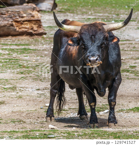 Heck cattle, Bos primigenius taurus or aurochs in a German park Heck cattle, Bos primigenius taurus or aurochs in a German park 129741527