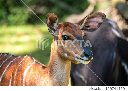 Nyala Antelope - Tragelaphus angasii. Wild life animal. 129741530