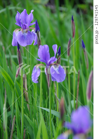 アヤメ アヤメ 129741545