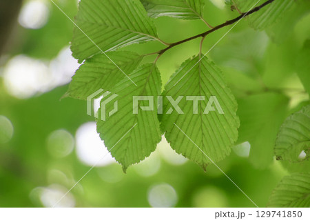 アズキナシの葉・大沼国定公園（北海道・七飯町） 129741850