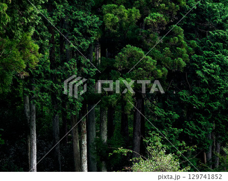 ヒノキ人工林 ヒノキ人工林 129741852