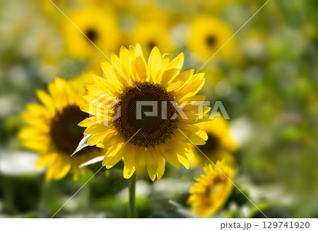 満開のヒマワリのクローズアップ 129741920
