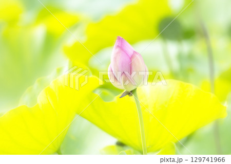 蓮の花の蕾とつぼみ 129741966