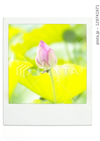蓮の花の蕾とつぼみ　ポラ風 129741971