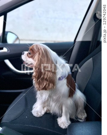 Happy spaniel King Charles in the car in the front seat getting ready to travel. High photo 129742048