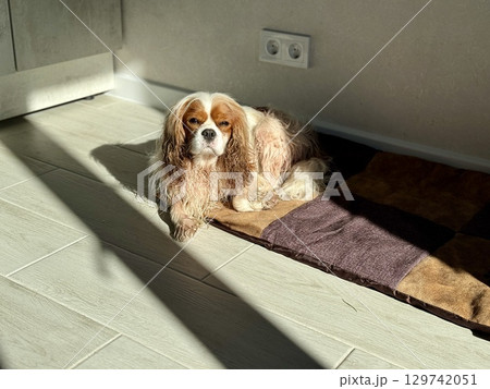 King Charles spaniel, English toy spaniel at home. Photo 129742051