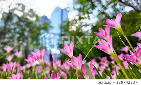 Aug 10 2025 Meadow of Blooming Pink Flowers in Vibrant Green Grass Aug 10 2025 Meadow of Blooming Pink Flowers in Vibrant Green Grass 129742237