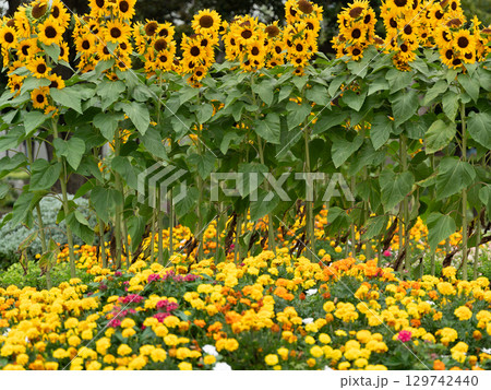 都会の中の小さなひまわり畑 129742440