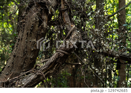 静かな森の中 静かな森の中 129742685
