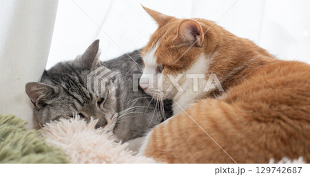 窓辺でくつろぐ猫 129742687