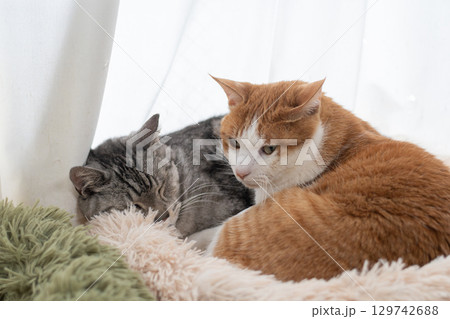 窓辺でくつろぐ猫 129742688