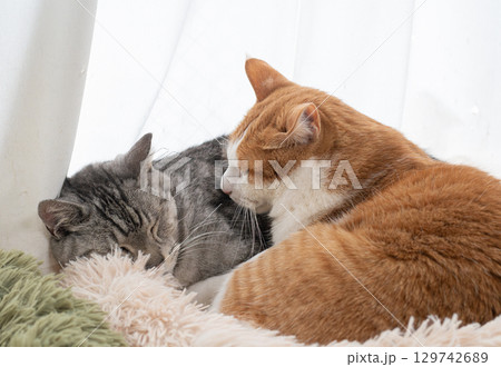 窓辺でくつろぐ猫 129742689