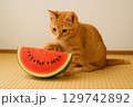 スイカにじゃれる猫 129742892