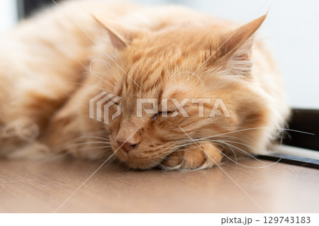 窓辺で眠る猫 茶トラ猫 窓辺で眠る猫 茶トラ猫 129743183