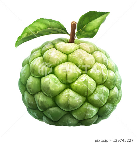 Custard Apple Vibrant Green Cherimoya Fruit Illustration On Transparent Background 129743227