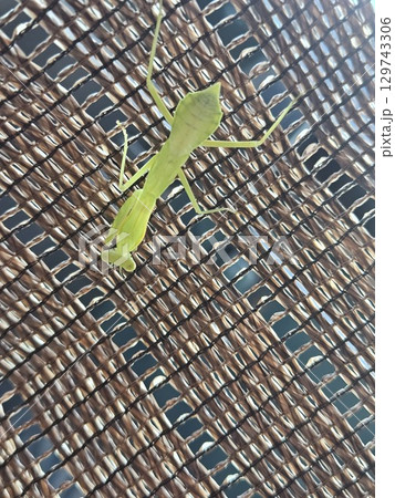 カマキリ さかさま 緑色 カマキリ さかさま 緑色 129743306