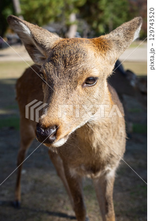 Sunlit sika deer close up in Nara with textured fur and soft face Sunlit sika deer close up in Nara with textured fur and soft face 129743520