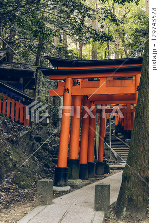 Stone steps ascend through sacred Fushimi Inari forest lined with vermilion torii gates 129743528