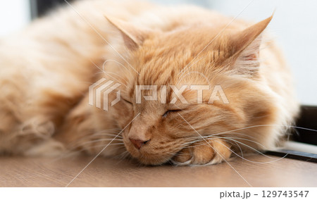 窓辺で眠る猫　茶トラ猫 129743547