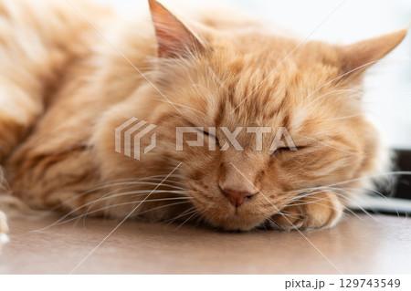 窓辺で眠る猫 茶トラ猫 窓辺で眠る猫 茶トラ猫 129743549