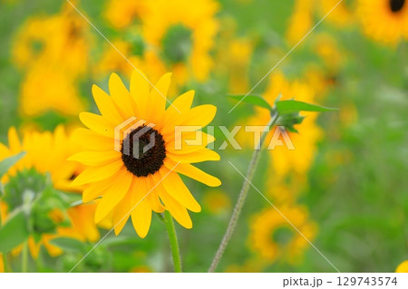 山梨 ハイジの村 山梨 ハイジの村 129743574