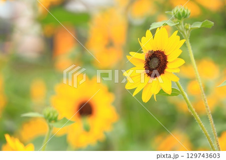 山梨 ハイジの村 129743603