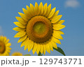 風に揺れる満開のひまわり、夏の風物詩 129743771