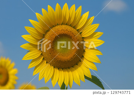 風に揺れる満開のひまわり、夏の風物詩 129743771