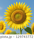 風に揺れる満開のひまわり、夏の風物詩 129743772