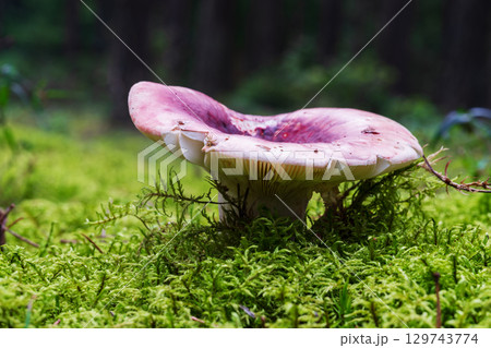Russula rosea grows in thick moss Russula rosea grows in thick moss 129743774