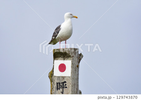 北海道、納沙布岬(2023年) 129743870