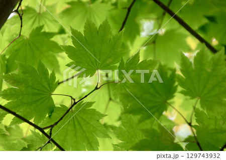 ハウチワカエデの葉・大沼国定公園（北海道・七飯町） 129743932