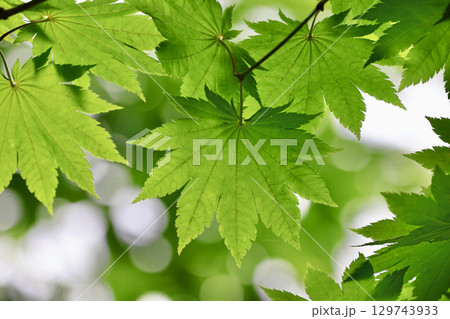 ハウチワカエデの葉・大沼国定公園（北海道・七飯町） 129743933