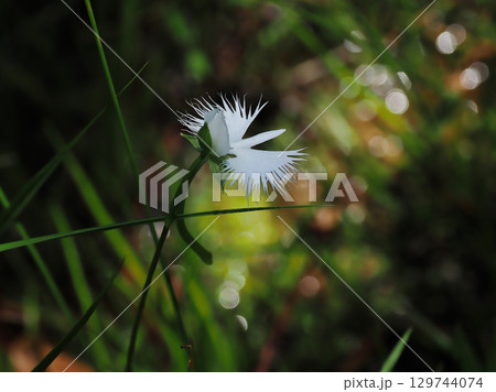 湿地の植物群サギソウ 129744074