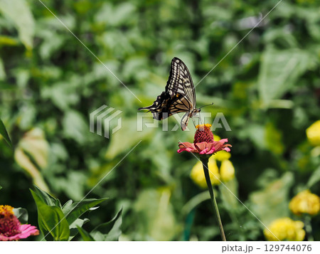 訪花昆虫アゲハチョウ科ナミアゲハの吸蜜 129744076