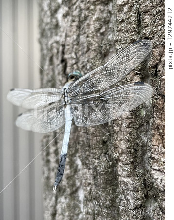 木に止まり風に揺れるトンボのアップ 木に止まり風に揺れるトンボのアップ 129744212
