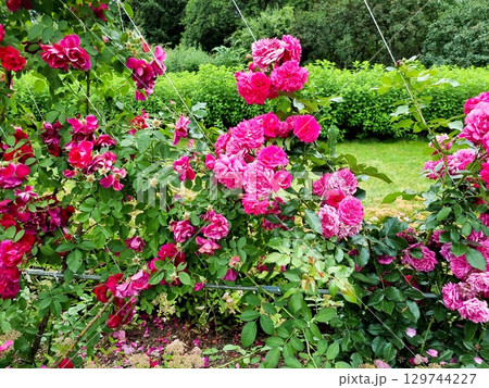 Beautiful Roses In The Garden 129744227