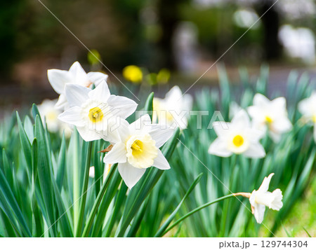 春の陽ざしを浴びる白いスイセン 129744304