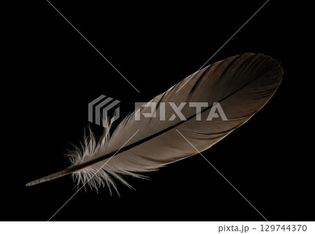 Single elegant brown bird feather isolated on a dark solid black background in a studio 129744370