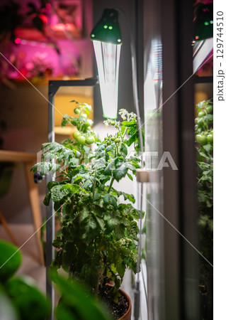 Homegrown tomato cherry under phyto lamp on windowsill at home. Growing vegetable at home in winter 129744510