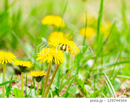 春の野原に咲くタンポポ 129744564