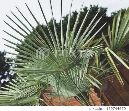 Palm leaf shadows on a white wall Palm leaf shadows on a white wall 129744670