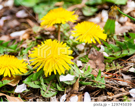 ピンクの桜の花びらと春を告げる黄色いタンポポ 129745039
