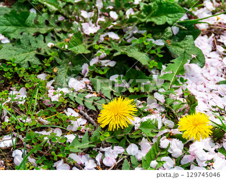 ピンクの桜の花びらと春を告げる黄色いタンポポ 129745046
