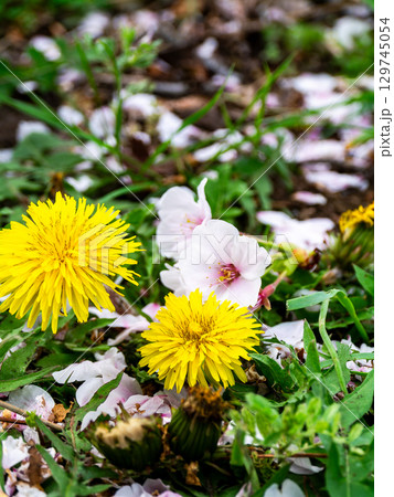 ピンクの桜の花びらと春を告げる黄色いタンポポ ピンクの桜の花びらと春を告げる黄色いタンポポ 129745054